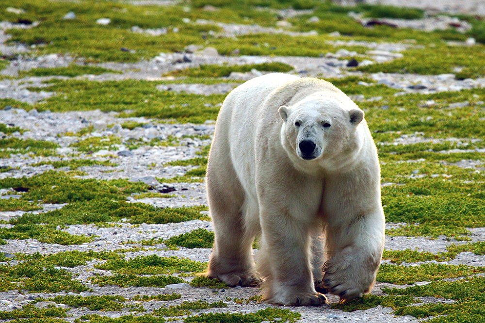 polar bear insummer2.JPG